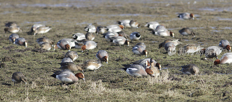 Wigeon (Anas penelope)放牧